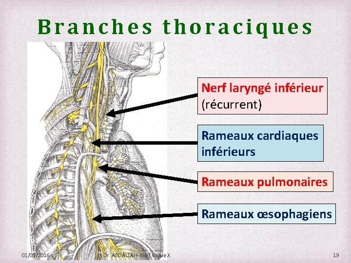 Branches thoraciques Nerf laryngé inférieur (récurrent) Rameaux cardiaques inférieurs Rameaux pulmonaires Rameaux œsophagiens 01/03/2016