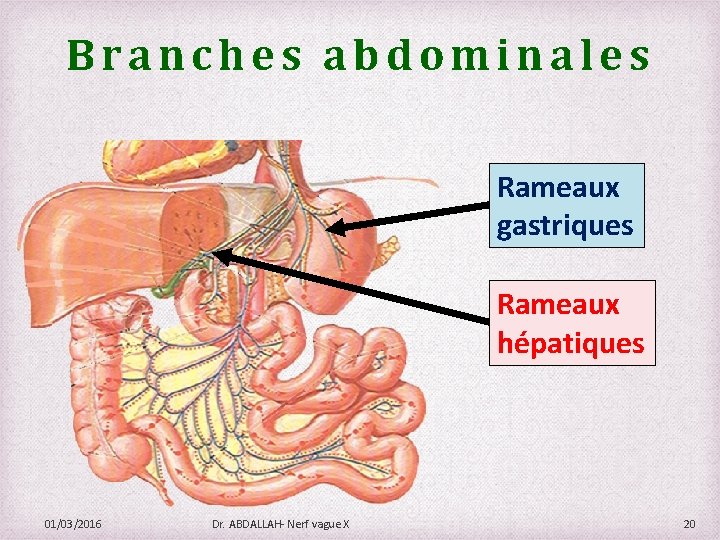 Branches abdominales Rameaux gastriques Rameaux hépatiques 01/03/2016 Dr. ABDALLAH- Nerf vague X 20 