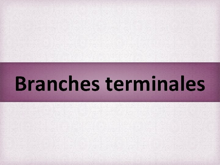 Branches terminales 