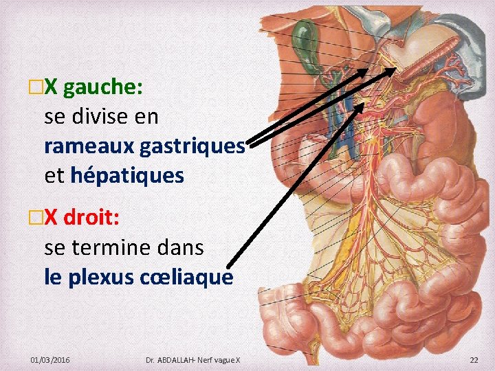 �X gauche: se divise en rameaux gastriques et hépatiques �X droit: se termine dans