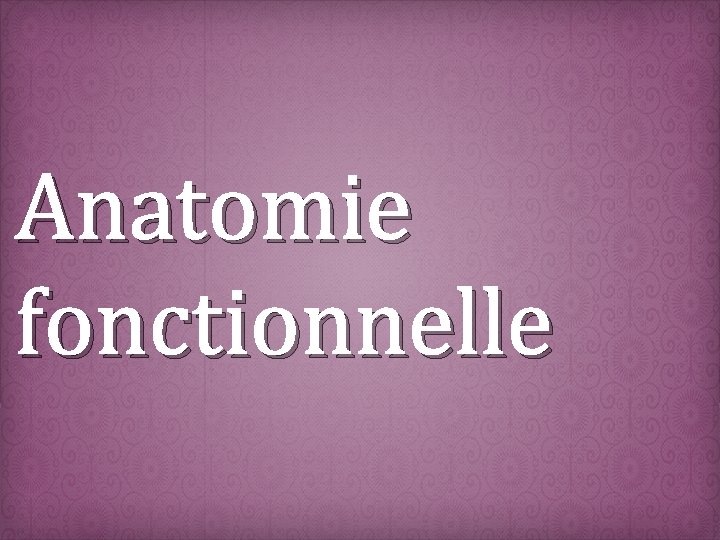 Anatomie fonctionnelle 