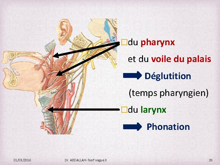 �du pharynx et du voile du palais Déglutition (temps pharyngien) �du larynx Phonation 01/03/2016