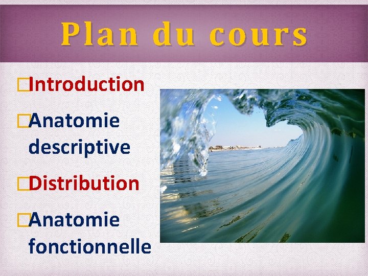 Plan du cours �Introduction �Anatomie descriptive �Distribution �Anatomie fonctionnelle 