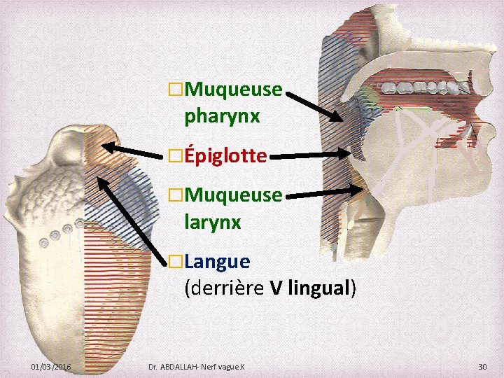 �Muqueuse pharynx �Épiglotte �Muqueuse larynx �Langue (derrière V lingual) 01/03/2016 Dr. ABDALLAH- Nerf vague