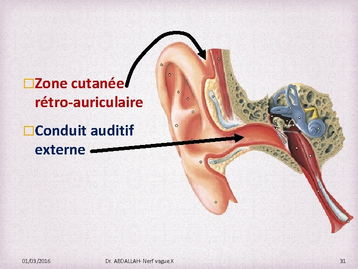 �Zone cutanée rétro-auriculaire �Conduit auditif externe 01/03/2016 Dr. ABDALLAH- Nerf vague X 31 