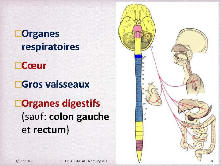 �Organes respiratoires �Cœur �Gros vaisseaux �Organes digestifs (sauf: colon gauche et rectum) 01/03/2016 Dr.