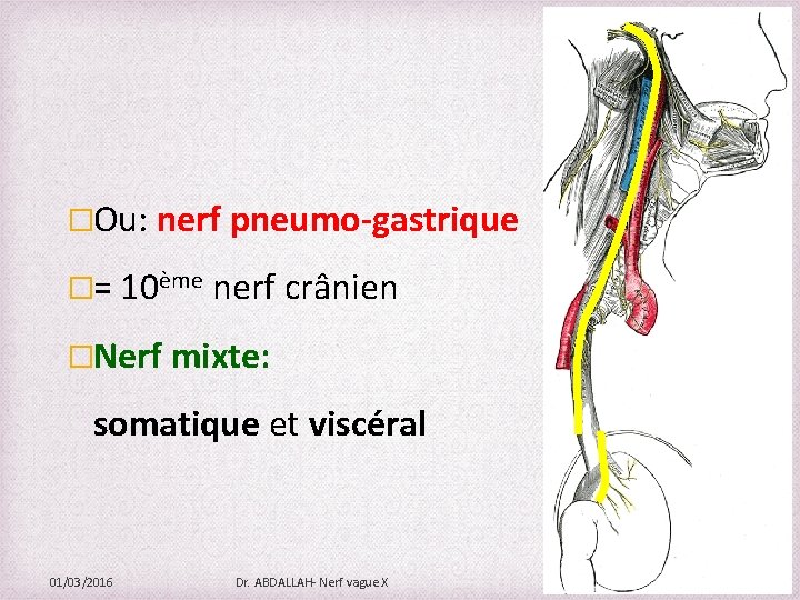 �Ou: nerf pneumo-gastrique �= 10ème nerf crânien �Nerf mixte: somatique et viscéral 01/03/2016 Dr.