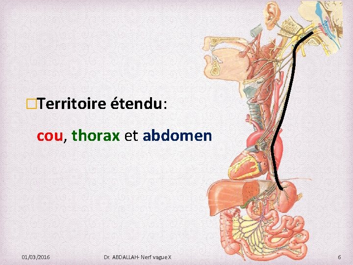 �Territoire étendu: cou, thorax et abdomen 01/03/2016 Dr. ABDALLAH- Nerf vague X 6 