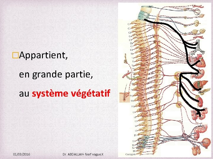 �Appartient, en grande partie, au système végétatif 01/03/2016 Dr. ABDALLAH- Nerf vague X 7