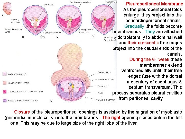 Pleuroperitoneal Membrane As the pleuroperitoneal folds enlarge , they project into the pericardioperitoneal canals.