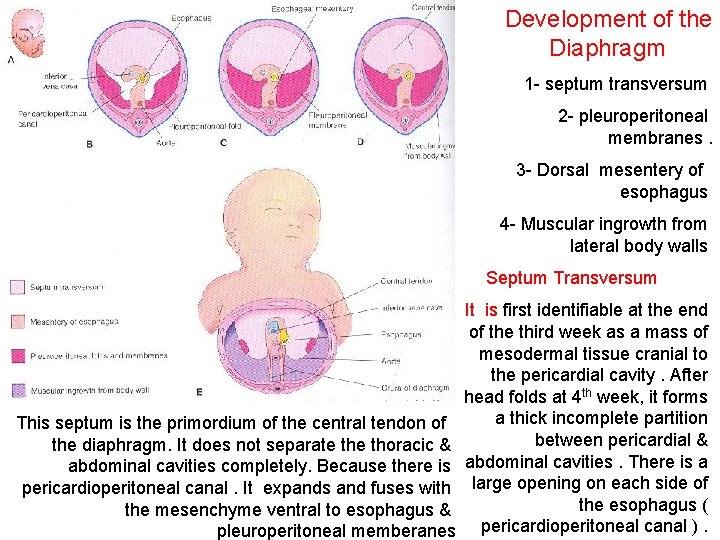 Development of the Diaphragm 1 - septum transversum 2 - pleuroperitoneal membranes. 3 -
