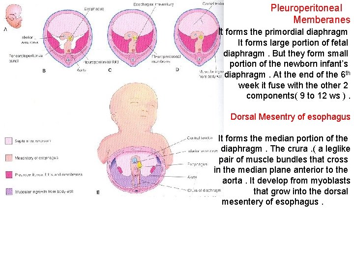 Pleuroperitoneal Memberanes It forms the primordial diaphragm It forms large portion of fetal diaphragm.