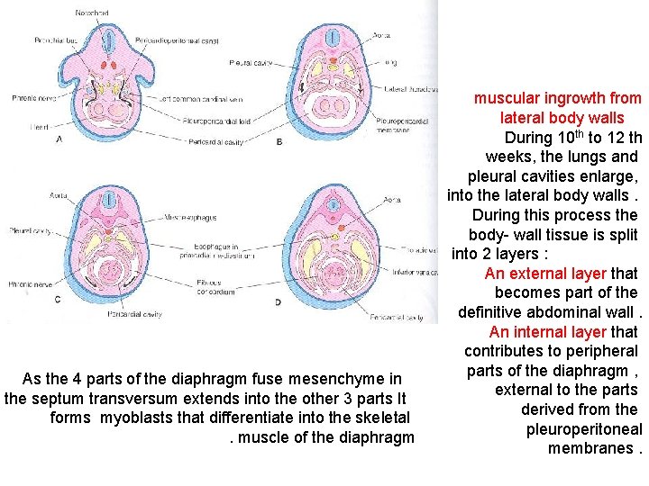 As the 4 parts of the diaphragm fuse mesenchyme in the septum transversum extends