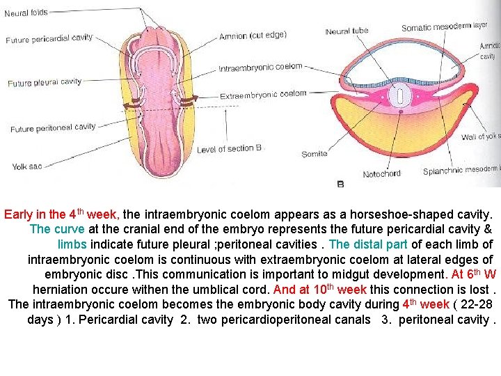 Early in the 4 th week, the intraembryonic coelom appears as a horseshoe-shaped cavity.
