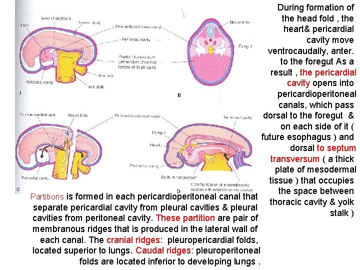 During formation of the head fold , the heart& pericardial cavity move ventrocaudally, anter.