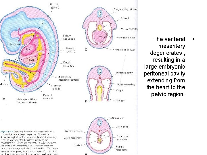 The venteral • mesentery degenerates , resulting in a large embryonic peritoneal cavity extending