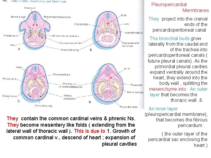 Pleuropericardial Mermbranes They project into the cranial ends of the pericardioperitoneal canal The bronchial