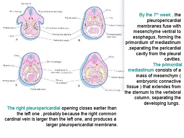 The right pleuropericardial opening closes earlier than the left one , probably because the