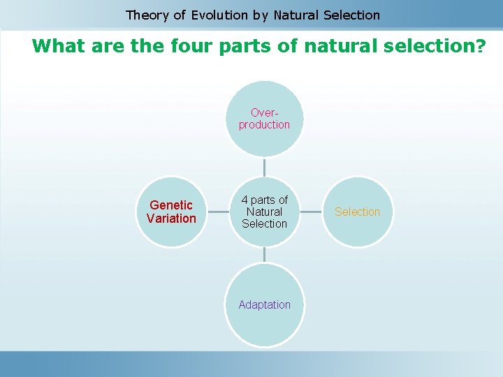 Theory of Evolution by Natural Selection What are the four parts of natural selection?