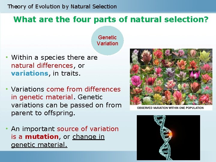 Theory of Evolution by Natural Selection What are the four parts of natural selection?