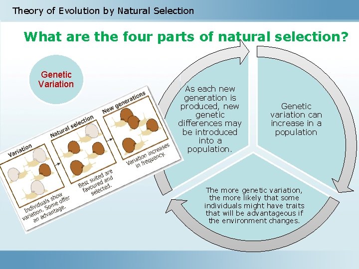 Theory of Evolution by Natural Selection What are the four parts of natural selection?