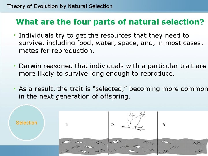 Theory of Evolution by Natural Selection What are the four parts of natural selection?