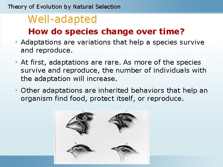 Theory of Evolution by Natural Selection Well-adapted How do species change over time? •