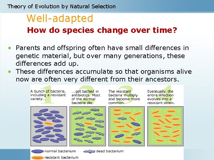 Theory of Evolution by Natural Selection Well-adapted How do species change over time? •