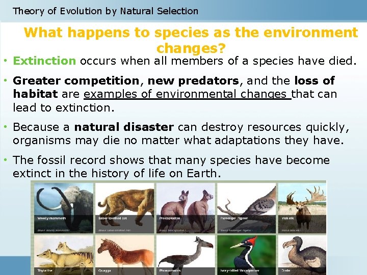 Theory of Evolution by Natural Selection What happens to species as the environment changes?