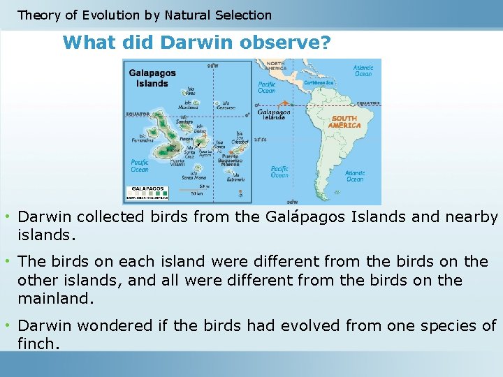 Theory of Evolution by Natural Selection What did Darwin observe? • Darwin collected birds