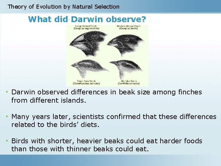 Theory of Evolution by Natural Selection What did Darwin observe? • Darwin observed differences