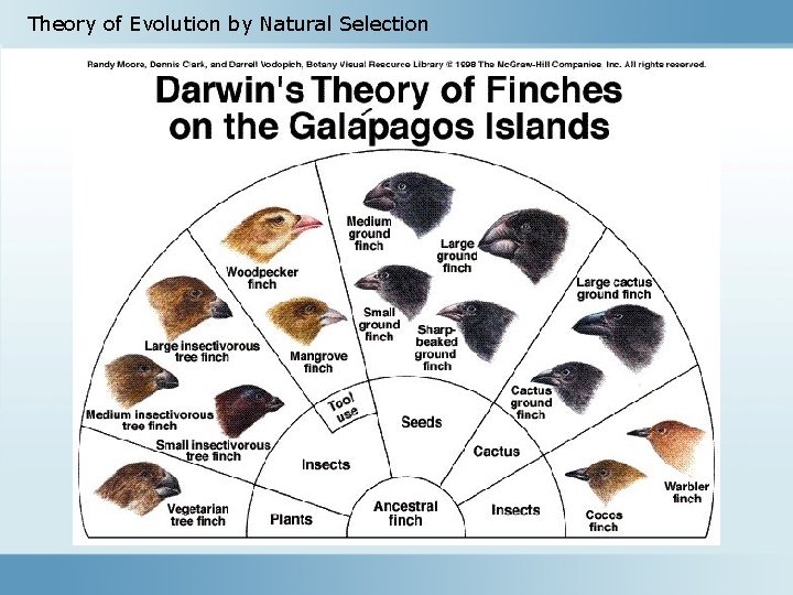 Theory of Evolution by Natural Selection 