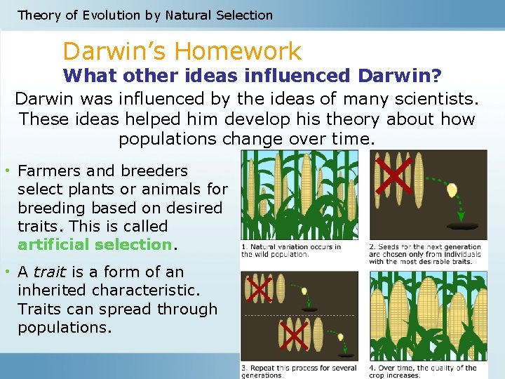 Theory of Evolution by Natural Selection Darwin’s Homework What other ideas influenced Darwin? Darwin