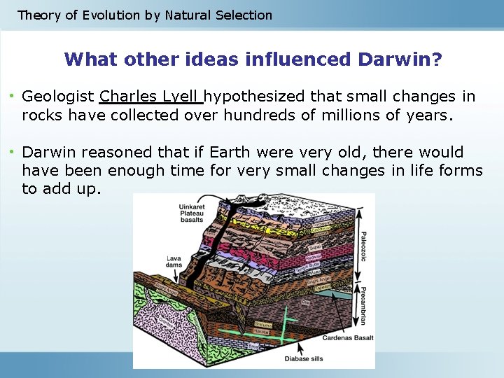 Theory of Evolution by Natural Selection What other ideas influenced Darwin? • Geologist Charles