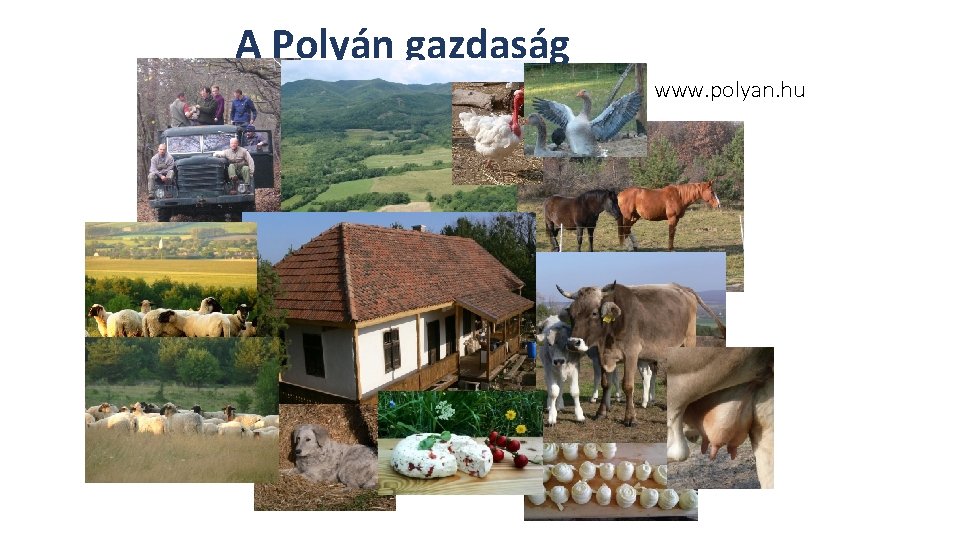 A Polyán gazdaság www. polyan. hu 