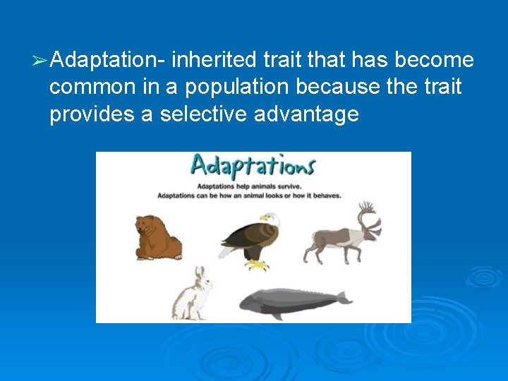 ➢ Adaptation- inherited trait that has become common in a population because the trait ➢ Adaptation- inherited trait that has become common in a population because the trait