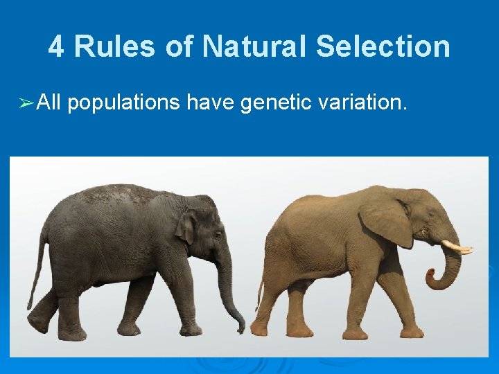 4 Rules of Natural Selection ➢ All populations have genetic variation.  4 Rules of Natural Selection ➢ All populations have genetic variation.
