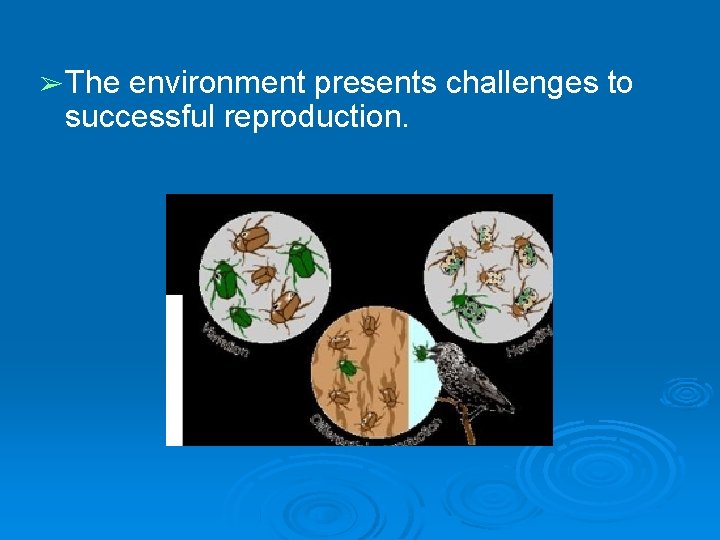 ➢ The environment presents challenges to successful reproduction.  ➢ The environment presents challenges to successful reproduction.