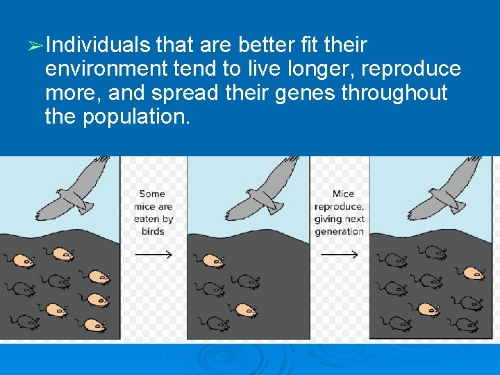 ➢ Individuals that are better fit their environment tend to live longer, reproduce more, ➢ Individuals that are better fit their environment tend to live longer, reproduce more,