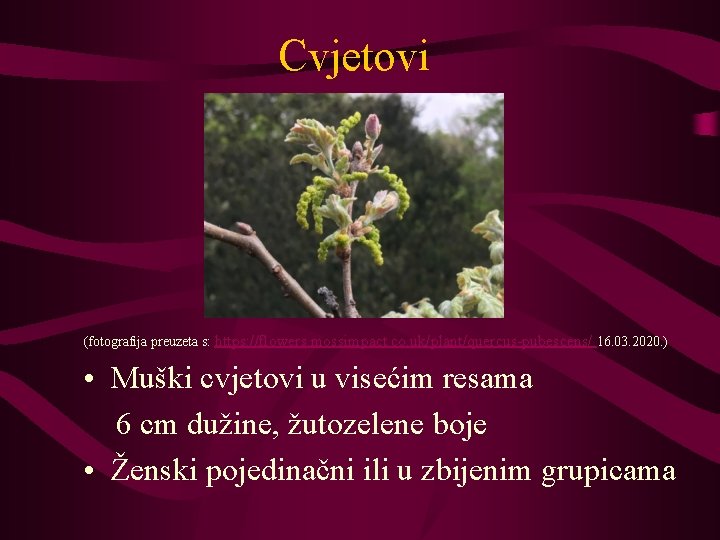 Cvjetovi (fotografija preuzeta s: https: //flowers. mossimpact. co. uk/plant/quercus-pubescens/ 16. 03. 2020. ) •