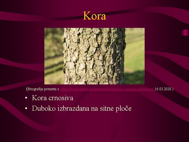 Kora (fotografija preuzeta s: https: //www. ebben. nl/en/treeebb/qupubesc-quercus-pubescens/ 16. 03. 2020. ) • Kora