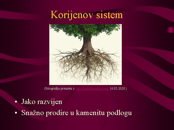 Korijenov sistem (fotografija preuzeta s: http: //oaktreeonline. org/ 16. 03. 2020. ) • Jako