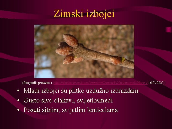 Zimski izbojci (fotografija preuzeta s: https: //pladias. cz/en/taxon/overview/Quercus%20 pubescens%20 agg. / 16. 03. 2020.