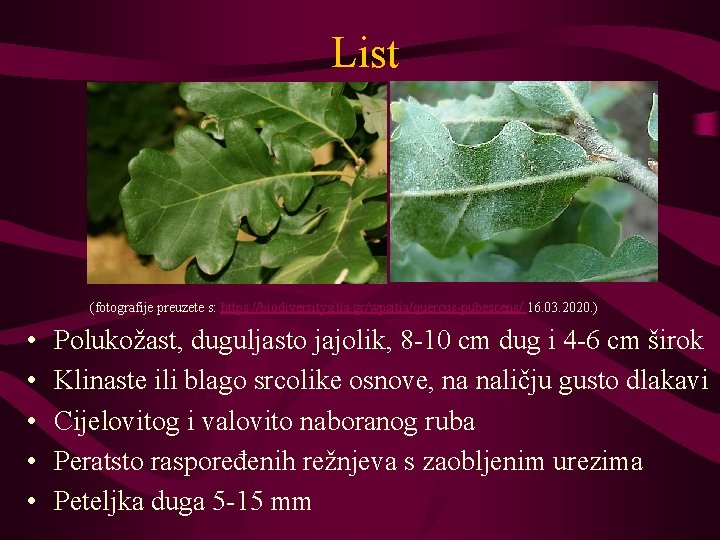 List (fotografije preuzete s: https: //biodiversitysitia. gr/wpsitia/quercus-pubescens/ 16. 03. 2020. ) • • •
