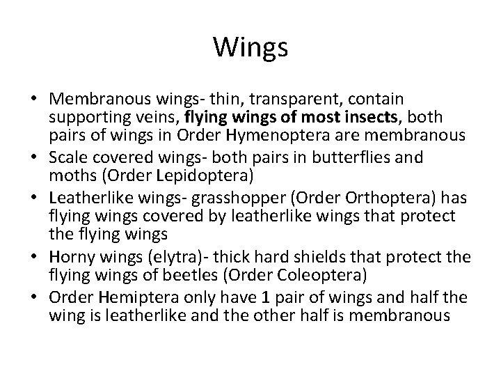 Wings • Membranous wings- thin, transparent, contain supporting veins, flying wings of most insects,