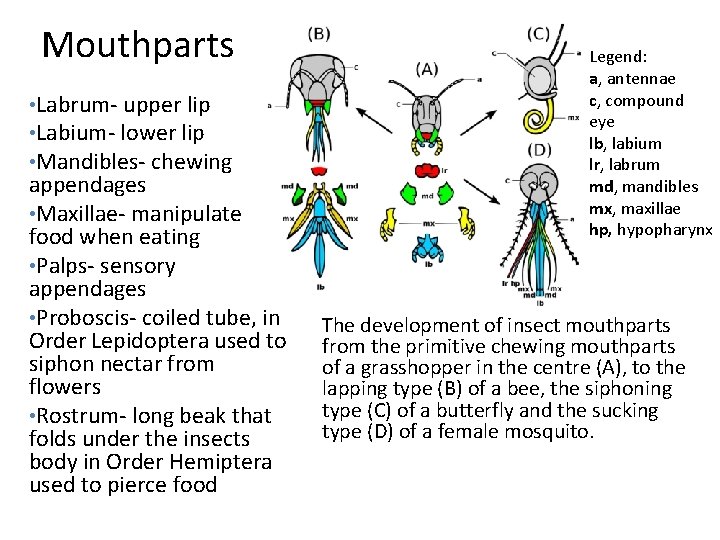 Mouthparts • Labrum- upper lip • Labium- lower lip • Mandibles- chewing appendages •