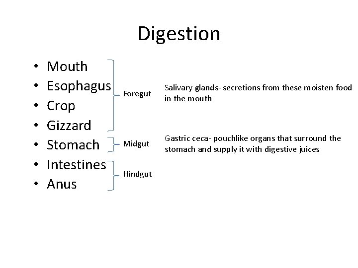 Digestion • • Mouth Esophagus Crop Gizzard Stomach Intestines Anus Foregut Salivary glands- secretions