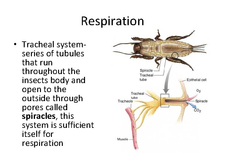 Respiration • Tracheal systemseries of tubules that run throughout the insects body and open