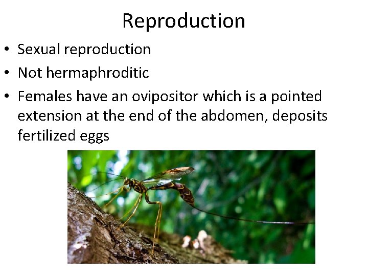 Reproduction • Sexual reproduction • Not hermaphroditic • Females have an ovipositor which is