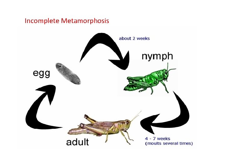 Incomplete Metamorphosis 